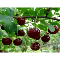 Саженцы вишни «Гриот Мелитопольский»