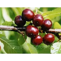 Саженцы вишни «Чудо Вишня»