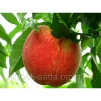 Саженцы персика «Коллинз» (среднеранний срок созревания)