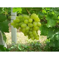 Саженцы винограда «Олигарх»